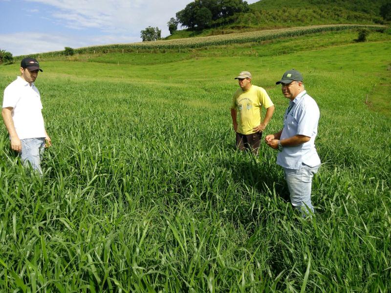 A escolha da forrageira para a formação de pastagens A escolha da forrageira para a formação de pastagens